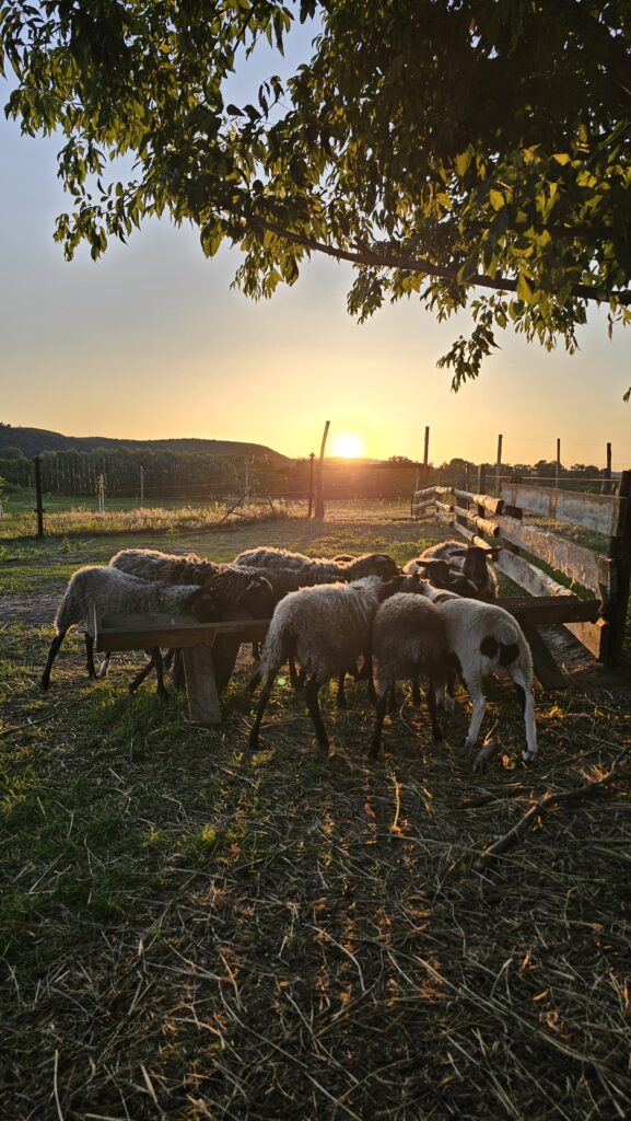 Стадо ягнят