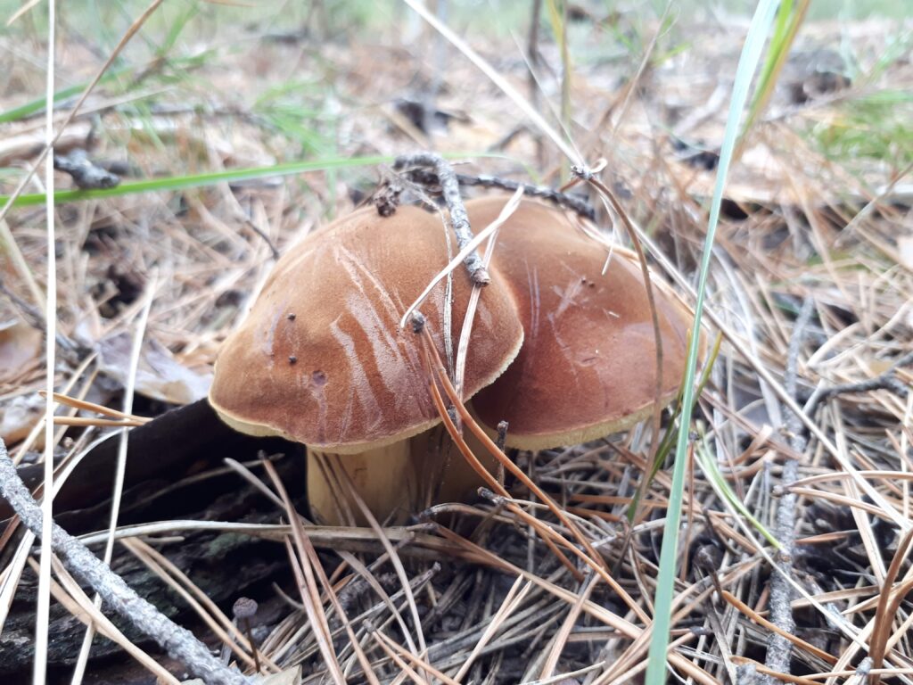 Зібрані гриби