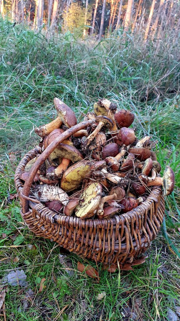 Кошик грибів